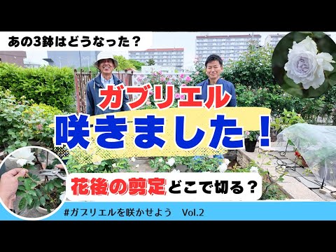 第二弾ガブリエルを咲かせよう_春の開花を見てみよう（5/1）