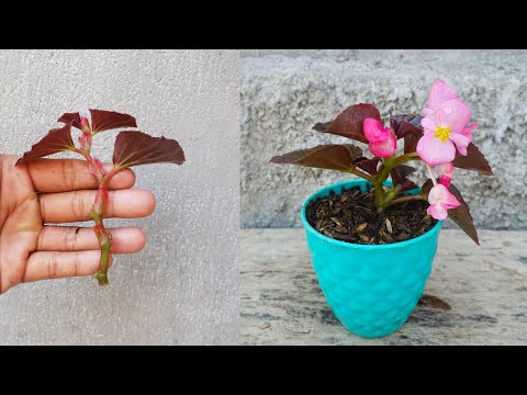 Grow Begonia plant from cuttings-simple method