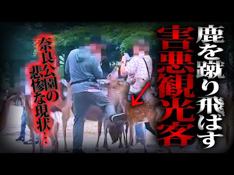 【神回】奈良公園の鹿に暴力！？記念施設から盗電！？害悪観光客の闇…へずまりゅうとパトロールしてとんでもない事に…