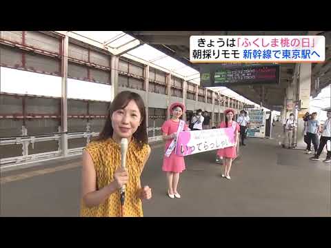 新幹線で初輸送　朝採りモモ、その日のうちに東京で販売　8月8日は「ふくしま桃の日」福島