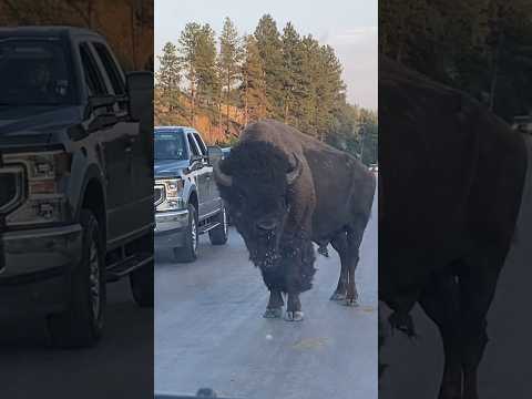 CUSTER STATE PARK ❤️ BISON #roadtrip #adventure #2020 #memories #wild #shorts  #fun #experience