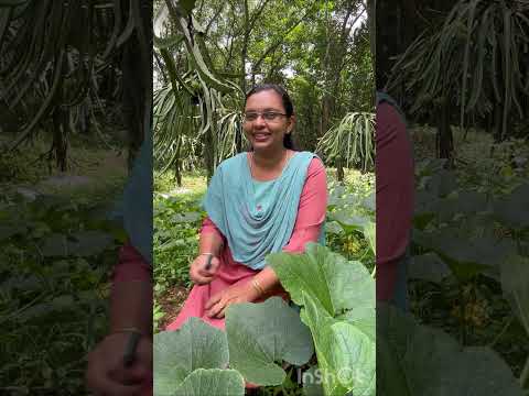 ഒരു മത്തങ്ങ വിളവെടുപ്പ് | Pumpkin Harvest in  Thodupuzha, Kerala, India