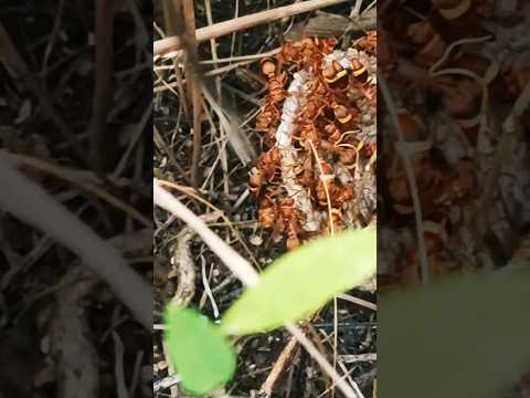 Kadikaa vanthallaeeee#wasp #insects #field #farming