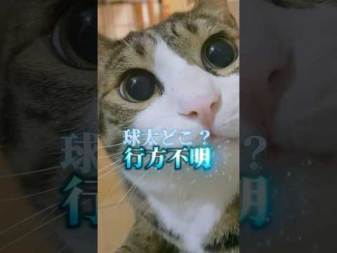 行方不明の球太の結末は…#shorts #cats#球太