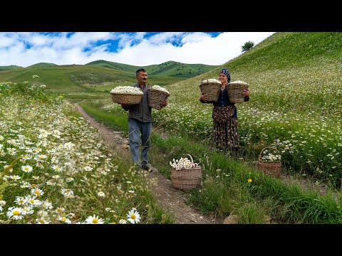 🌼 Mountain Harvest: Collecting Chamomile and Making Delicious Jam 🍯