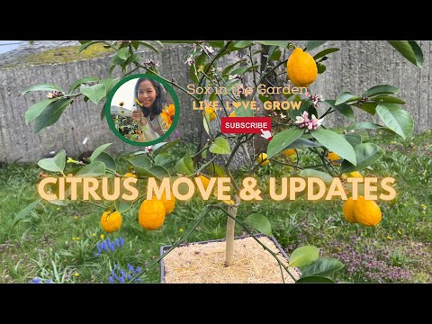 Citrus Moving Day & Garden Updates | WA Zone 8b