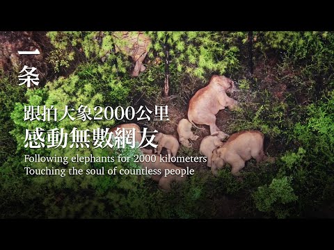 【EngSub】The Complete Record of Yunnan Wild Elephants’ 17 Months of Heading 雲南野象集體北上17個月，終於有人完整記錄下來