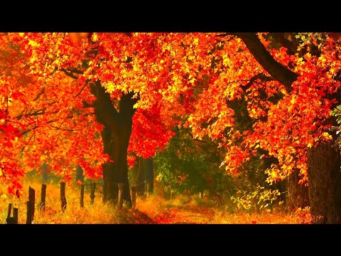 Autumn Scenery, Beautiful Fall Foliage, Acoustic Relaxing Guitar Music "New England Autumn Road"