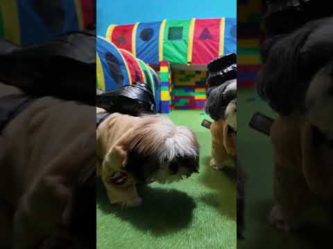 Ghostbusters Waggles and Waffles Hunt Slimer Wiggles #Ghostbusters #FunnyDogs #dogbusters