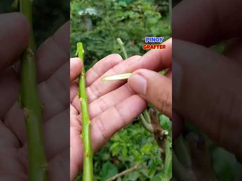 Budding of Philippine lime on Rootstock of Lemon