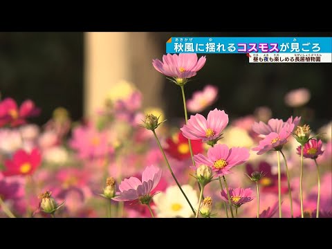 【薄紅の…】コスモス 昼は可憐に夜は幻想的に…秋を感じる長居植物園