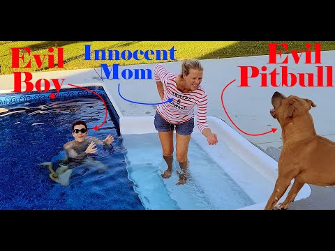 Pool Games: A Boy & his Pit Bull of Doom!