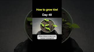 How to Grow Kiwi from Store-Bought Kiwi