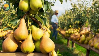 Pear Cultivation Technology - How to Farm, Harvest, and Process Pears | Farming Documentary