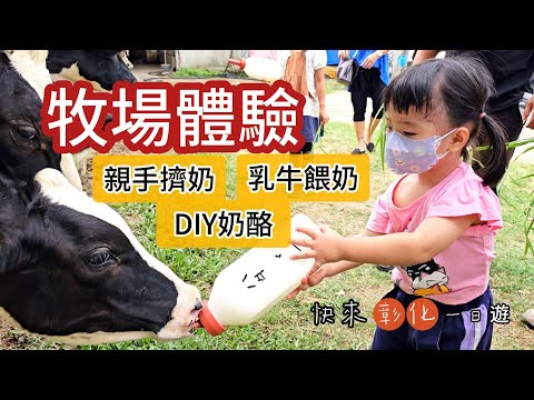 一生必親自體驗一次！🐄全台最大鮮乳產地｜幫乳牛擠奶｜被乳牛咬到？【彰化一日遊】