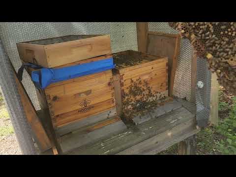 carniola honeybee hive inspection and adding more room with extra box