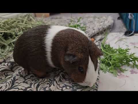 Plump guinea pigs eating!