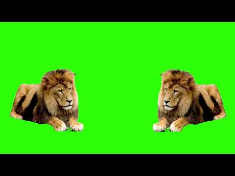 lion green screen video