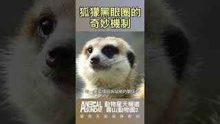 生態觀察：狐獴黑眼圈的秘密？#動物星天頻道 #星期天配音是對的