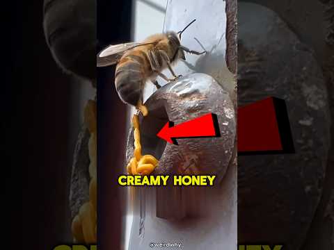 This Special Honey Is DANGEROUS 😨 #viral