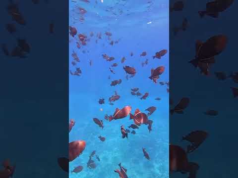 Snorkeling at Molokini Crater #shorts #coralreef #fish #maui #hawaii #travelvlog