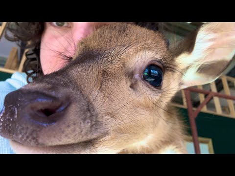 How to Rescue Orphaned Fawns (using ket😳)