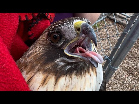 Rescuing an Injured Hawk