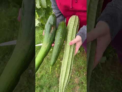 Loofah Harvest