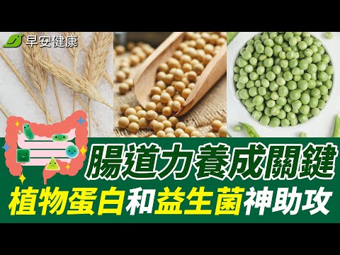 腸道力養成關鍵，植物蛋白和益生菌神助攻！【早安健康】