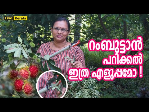 റംബുട്ടാൻ പറിക്കൽ ഇത്ര എളുപ്പമോ ! |  Telescopic Cut and Hold Pruner