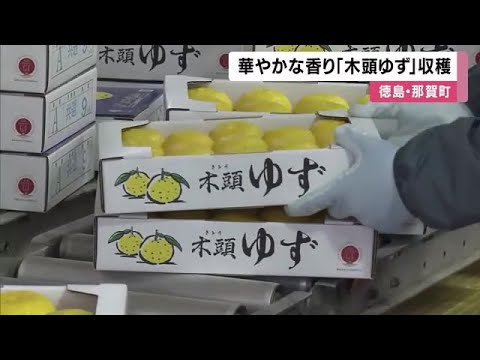 華やかな香りと鮮やかな色が人気　特産「木頭ゆず」収穫　徳島・那賀町の農園 (2024/11/16 12:40)