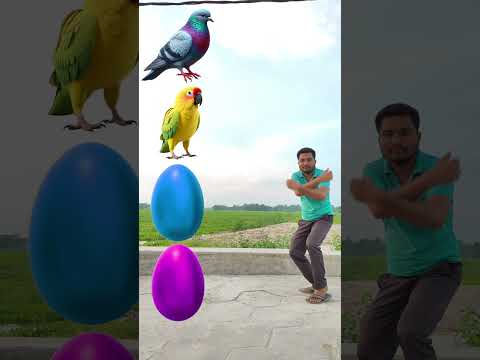 Birds game 😄 eggs to pigeon, parrot, owl, the chicken funny vfx video