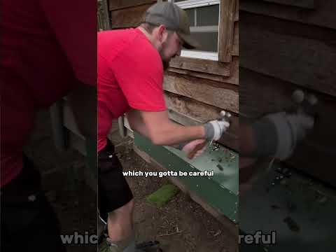 WE FOUND A WASP NEST IN THE CHICKEN COOP!