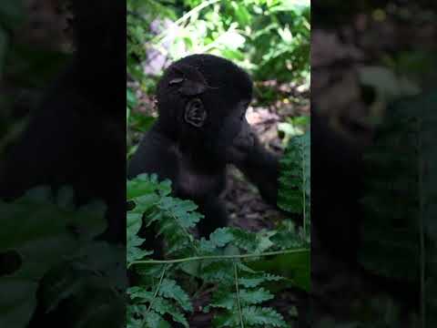 Gorilla Trekking in Uganda