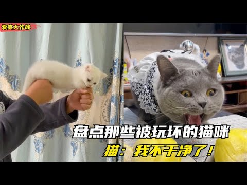 爆笑：盘点那些被玩坏的猫咪，猫：我不是人，但你们是真的狗！