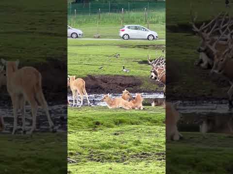 2 Stag fighting #shortvideo #youtubeshorts #shorts #short #trending #viral #video #animals #amazing