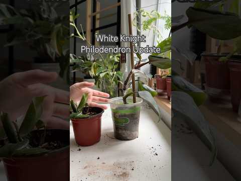 White Knight #shorts #plants #houseplants #indoorplants #propagation #plantcare #diy