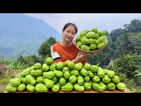 The cool and sweet CHAYOTE fruits | Harvest, Cooking, Preserve Chayote | Hoang Huong