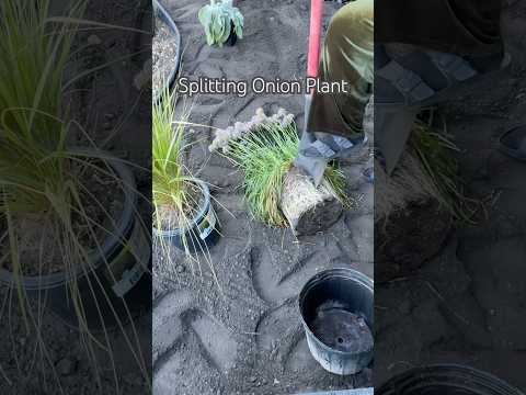 Splitting Plant #shorts #diy #propagation #plants #plantcare #garden #gardening #landscape