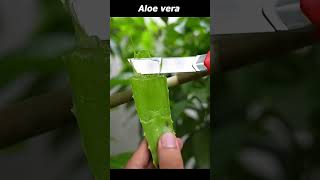 🌿Grow Mango Tree Faster with This Proven Method for Beginners! #mangotrees #ytshortsindia #shorts