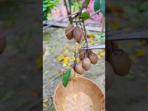 Harvesting sapodilla 🍑 #sapodilla #fruit #gardening #harvesting #harvest #shorts #shortsfeed #viral