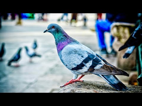 Best pigeon video/love pigeon