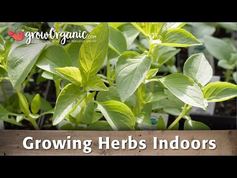 Growing Herbs Indoors