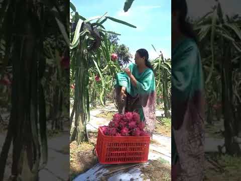 Dragon fruit harvesting #shorts