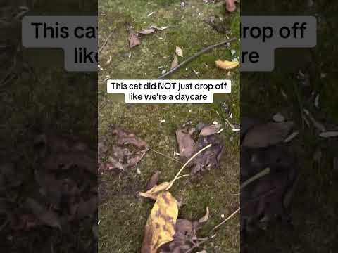 Stray Cat Abandons Kitten in Man's Yard