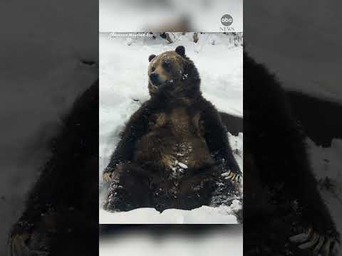 Bear enjoys snow day at Colorado zoo