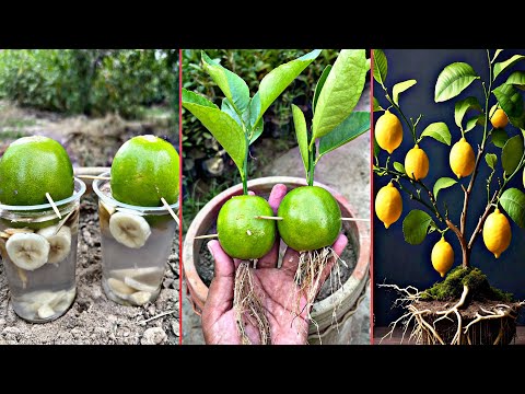 Lemon tree grow with lemon fruit and garlic organic harmonies | unique hacks for lemon |