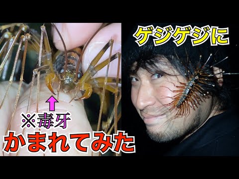 【実は有毒】巨大ゲジゲジの毒牙でかまれるとこうなる