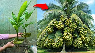 Great skill... i Growing Coconut Tree Using Coconut Leaves