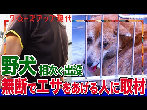 【病気が怖い】なぜ全国で野犬の被害が止まらないのか？無断でエサをあげる人の考えは 保護犬の譲渡数を4倍に増やした岡山市の取り組みとは (語り:安元洋貴)【クロ現】| NHK